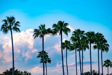 Top view of palm trees on cloudy lightblue sky background in Citywalk at Univ Foto stock