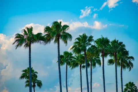 Top view of palm trees on cloudy lightblue sky background in Citywalk at Univ Stock Photos