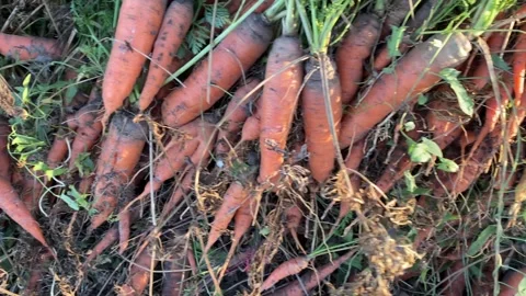 Top View Pan from Left to Right over a Pile of Carrots Laid in a Row Stock Footage 317847296