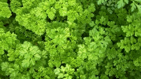 Top view pan over vibrant green fresh curly parsley leaves background. Idea.. Stock Footage 343941230