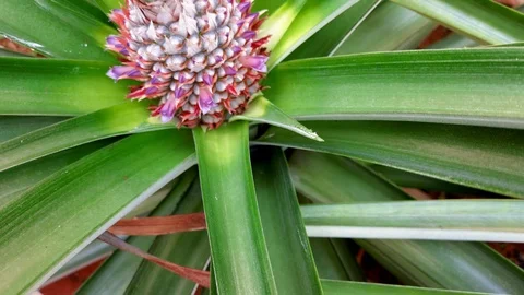Top view pan up of a tropical pineapple species Malaysian MD2. Stock Footage 125236153