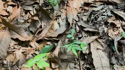 Top view panning shot of a dry forest floor covered with dead brown leaves .. Stock Footage 337583231