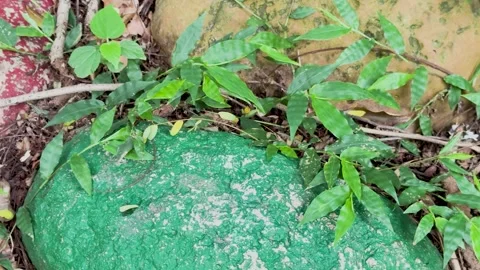 Top view panning shot of fresh green plants growing over red and green pain.. Stock-Footage 337583215
