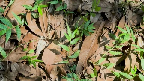 Top view panning shot of wild green plants growing over a bed of dry brown .. Stock Footage 337583234