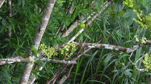 Top View Parakeets Blending Seamlessly with Surrounding Foliage Costa Rica Stock Footage 325686141