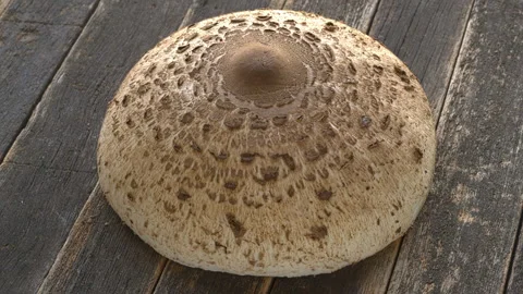 Top view of parasol mushroom cap on rustic woden background. Stock Footage 314077604