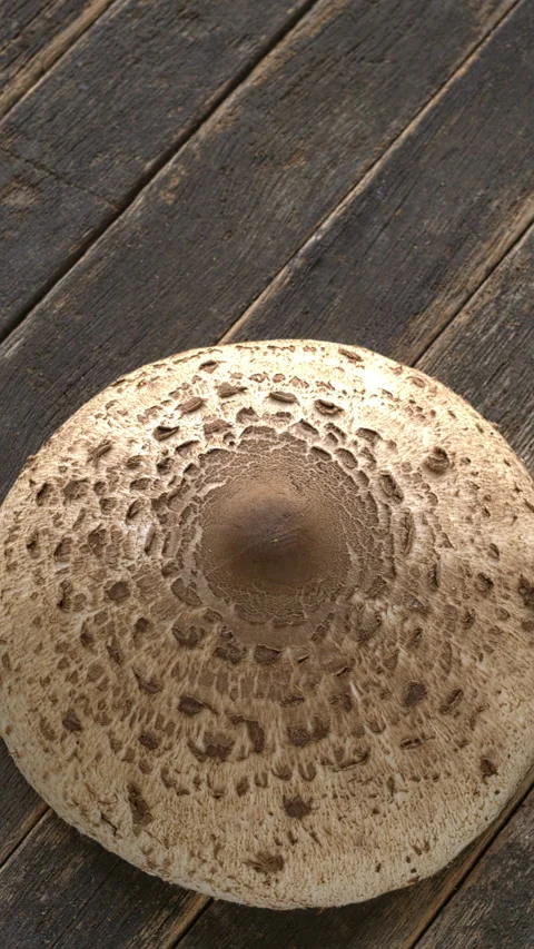 Top view of parasol mushroom cap on rustic woden background. Vertical video. Stock Footage 314077629