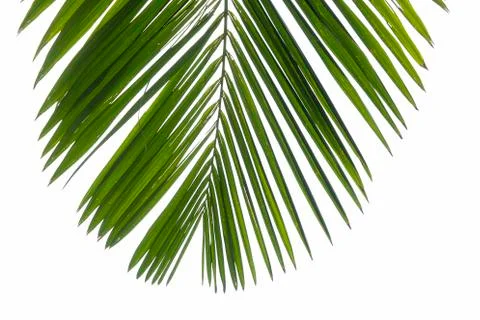 Top view part of phoenix palm leaf on corner. Isolated branch at white Stock Photos