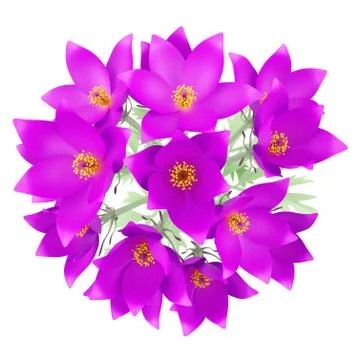 Top view of pasque flowers isolated on white background. 3d illustration Stock Illustration