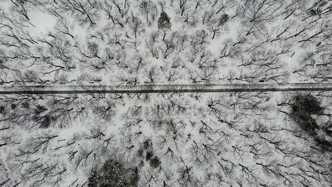 Top view of path in Park with trees in winter, with people walking along it Stock Footage 123989080