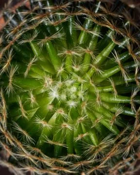 Top view pattern of beautiful cactus Stock Photos