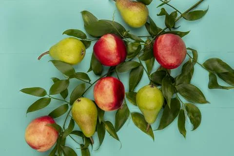 Top view of pattern of fruits as pear and peach with leaves on blue backgroun Stock Photos