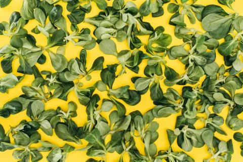 Top view of pattern made from beautiful green corn salad leaves on yellow Stock Photos