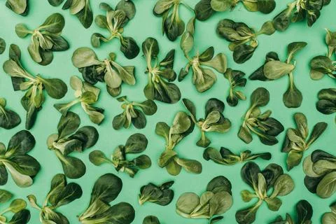 Top view pattern made beautiful Stock Photos