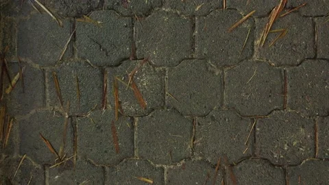 Top view of a paved path showing the many tiles covered by small brown leaves Stock Footage 142759087