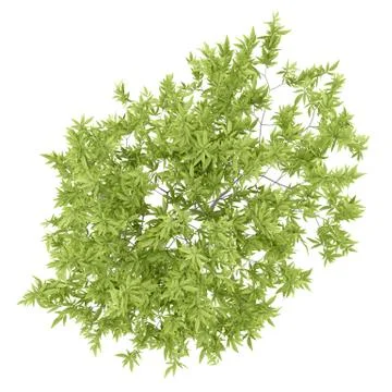 Top view of peach tree isolated on white background. 3d illustration Stock Illustration