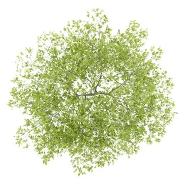 Top view of peach tree isolated on white background. 3d illustration Illustrazione stock