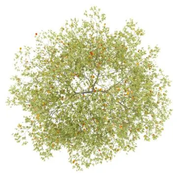 Top view of peach tree with peaches isolated on white background. 3d illustra Stock Illustration