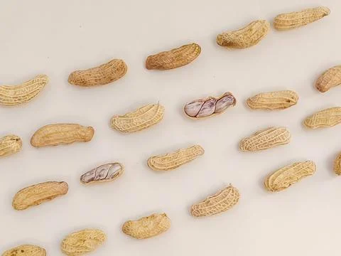 Top view of peanuts arranged in a pattern against a white background. Stock Photos