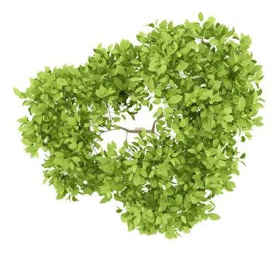 Top view of pear tree isolated on white background. 3d illustration Stock Illustration