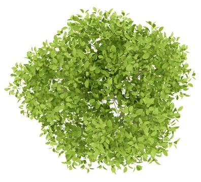 Top view of pear tree isolated on white background. 3d illustration Stock Illustration