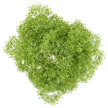 Top view of pear tree isolated on white background. 3d illustration Stock Illustration