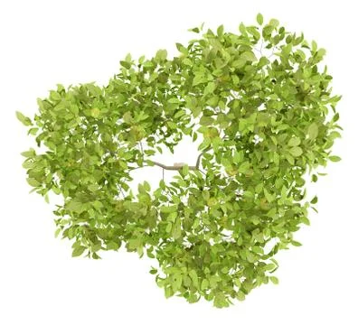 Top view of pear tree with pears isolated on white background. 3d illustratio Stock Illustration