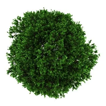 Top view of pedunculate oak tree isolated on white background Stock Illustration