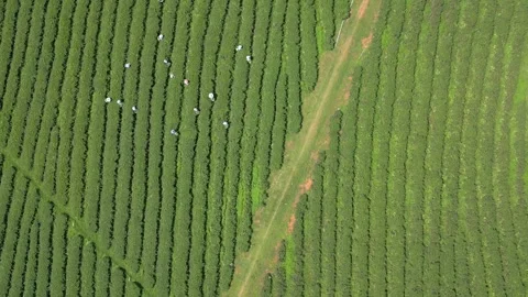 Top view of people picking tea leaves on a tea plantation in Thailand. Stock Footage 245821667