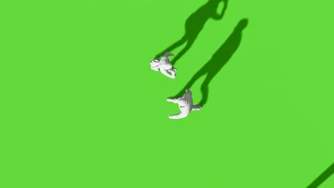 Top View People Walking Activity Green Screen Stock Footage 323907488