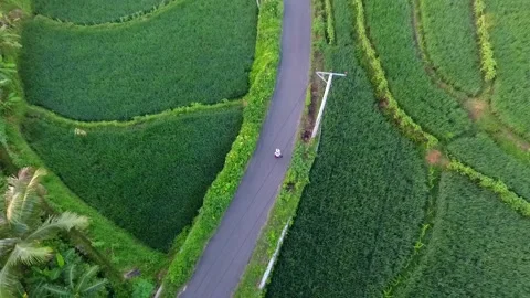 Top view people walking in the midle of field rice at morning time Stock Footage 131458548