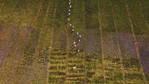 Top view of people working on a flower field Video stock 119117065