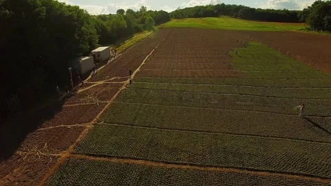 Top view of people working on a flower field Stock-Footage 119156184