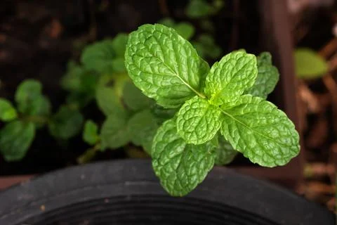 Top view of peppermint Stock-Fotos