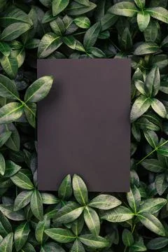 Top view of periwinkle leaf frame and copy space on isolated black background Stock Photos