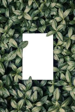 Top view of periwinkle leaf frame and copy space on isolated white background Stock Photos
