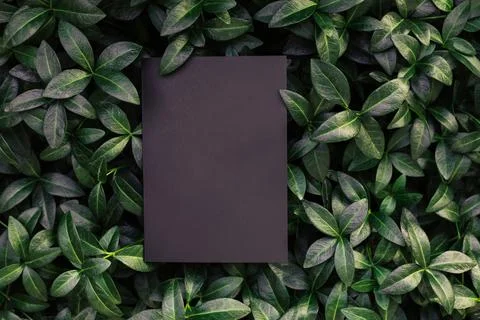 Top view of periwinkle leaf frame and copy space on black background. Green Stock Photos