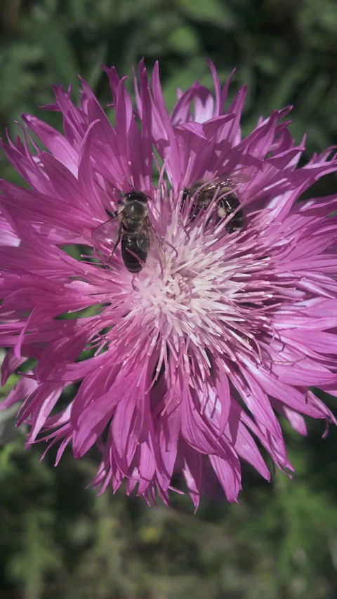 Top view of Persian cornflower with two honey bees sitting on it, close-up, slow Vidéo 314788781