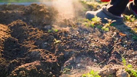 Top view of person digging and loosening soil of garden bed with shovel. Slow Stock Footage 341747688