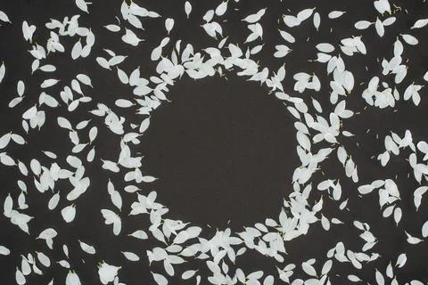 Top view petals forming circle Stock Photos