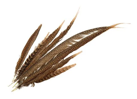 Top view of pheasant tail feathers Stock Photos