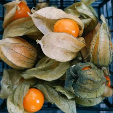 Top view on Physalis fruit in a black basket Stock Photos