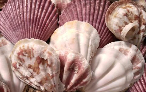 Top View Of A Pile Of White And Purple Seashells. Foto stock