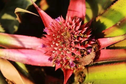 Top view of a pine apple Stock Photos
