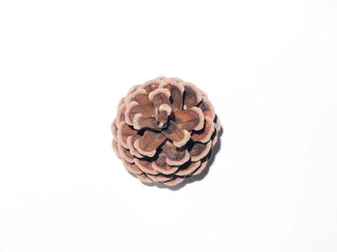 Top view of pine cone open brown on a white background Stock Photos
