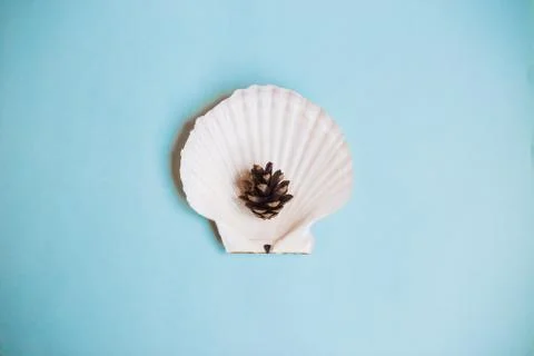 Top view a pine cone on the seashell on a light blue background with copy spa Stock Photos