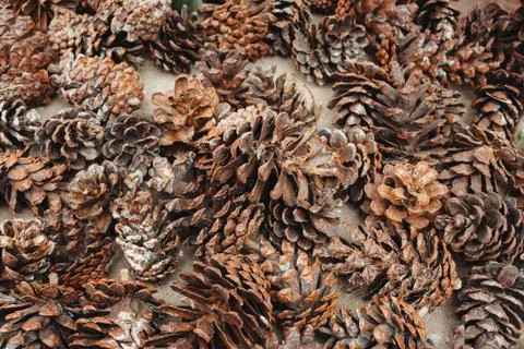 Top view pine cones background. Stock Photos