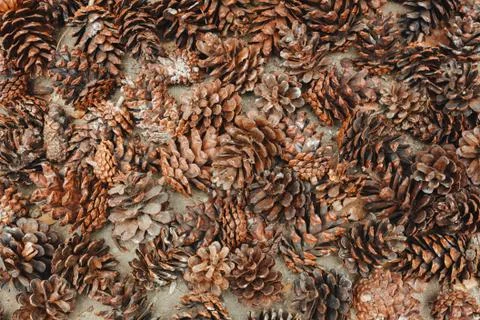 Top view pine cones background. Stock-Fotos