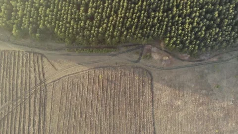 Top view of a pine forest and a plowed field. Stock Footage 164386647