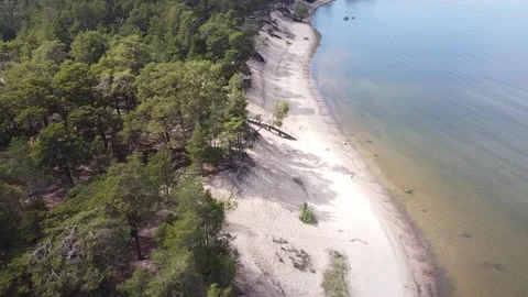 Top view of a pine forest at the coastline, Estonia Stock Footage 134865699